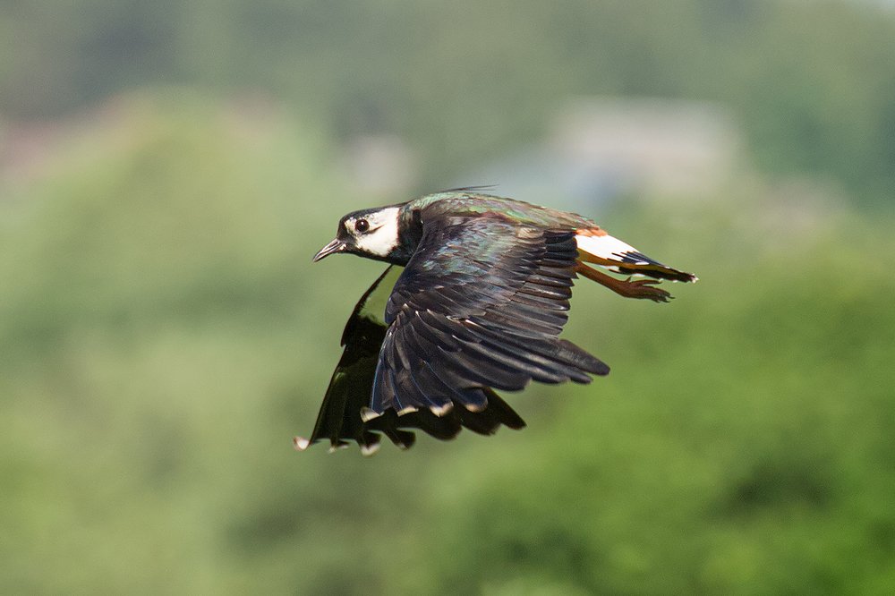 Чибис в полёте