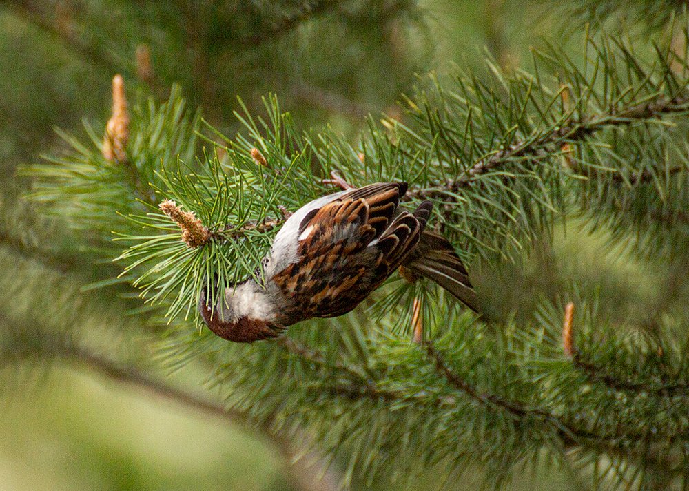 Воробей и сосна