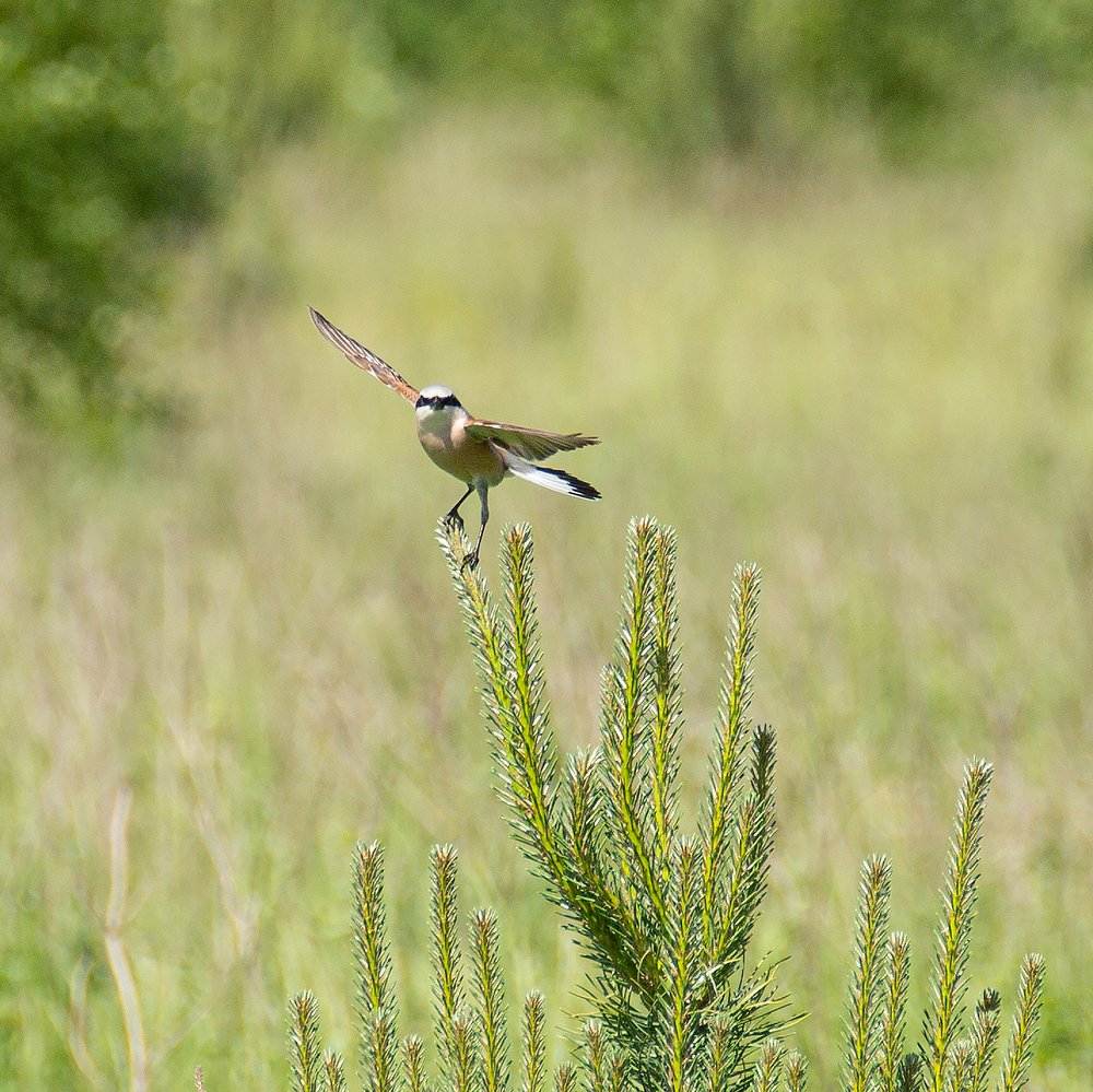 Жулан перед взлётом