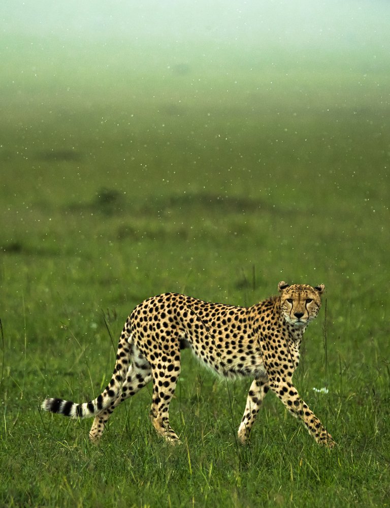 Cheetah in Rain