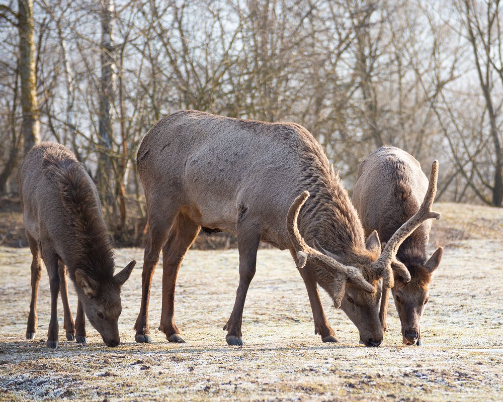 Утренний иней