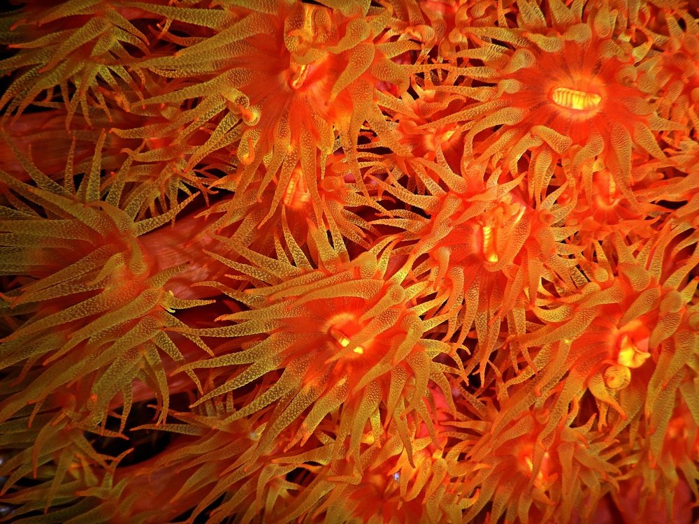 Photograph by Manuel Olan