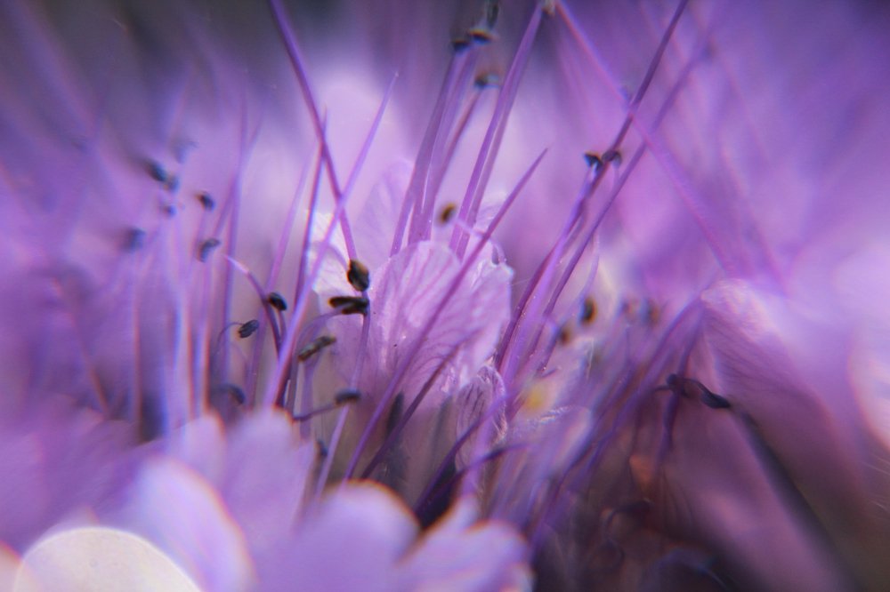 Макрофиолет