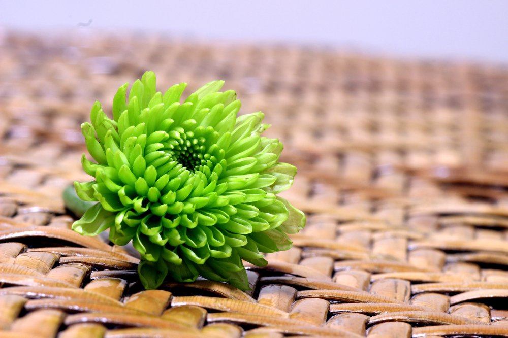 Photo #4755485
