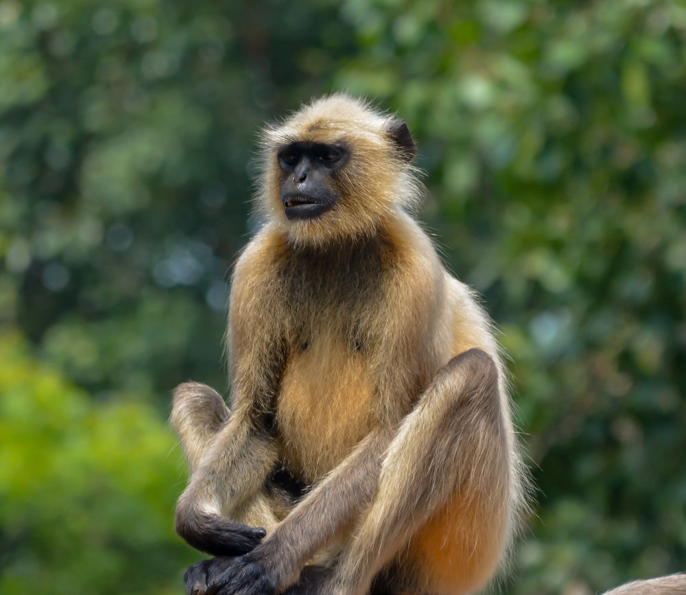 Фотография автора Grace Rani