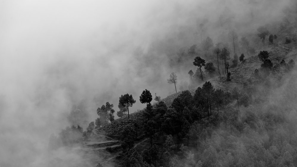 Pine treens showup from the fog