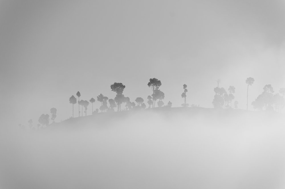 Trees among the fog