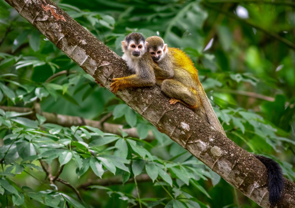 Squirrel Monkey & baby
