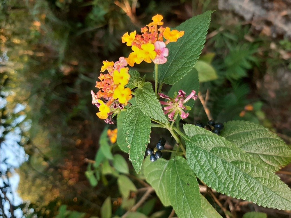 wild flowers