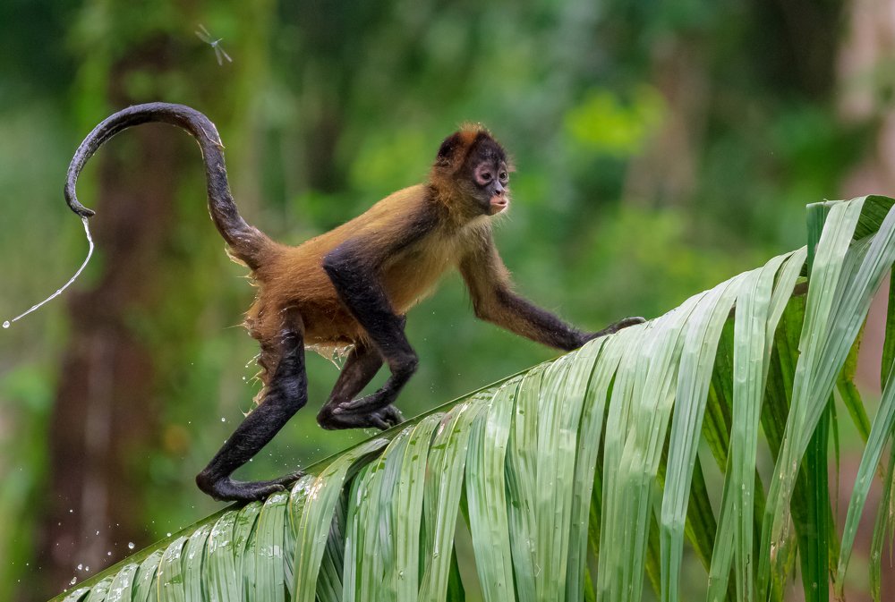 Photograph by Fredy Madrigal