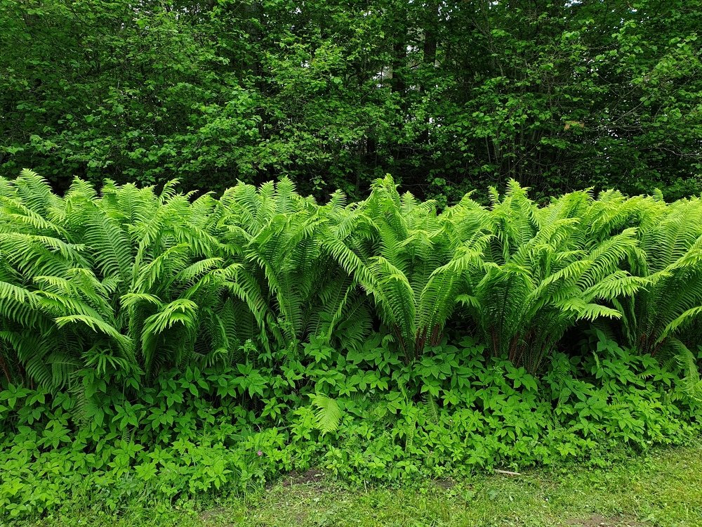 зеленое опьянение