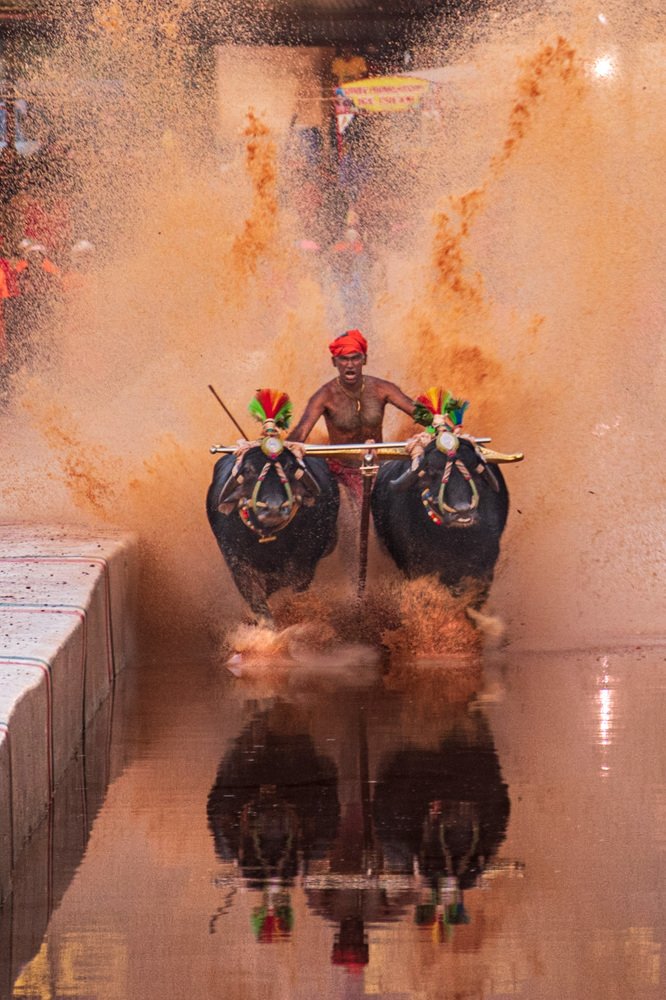 Kambala festival