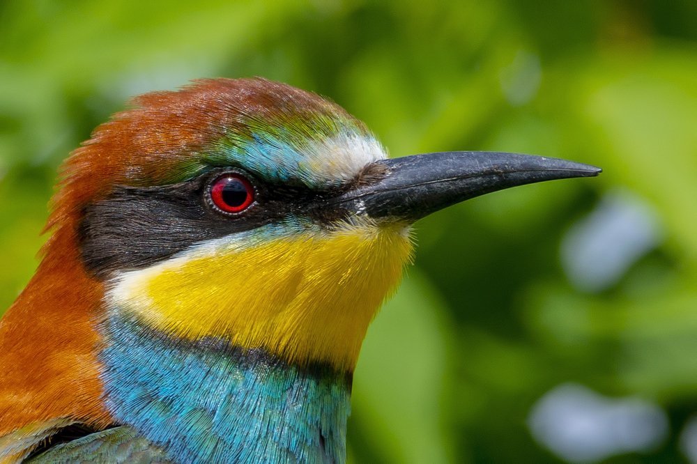 Портрет золотистой щурки