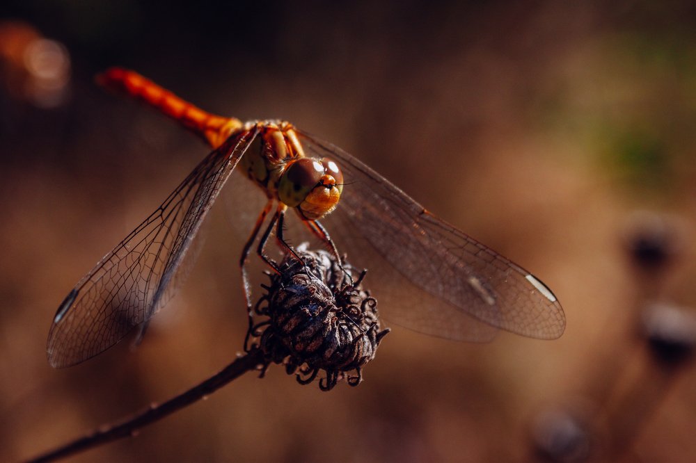 Photograph by Дмитрий Федорченко