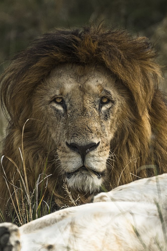 Photograph by Dhiraj Venkat