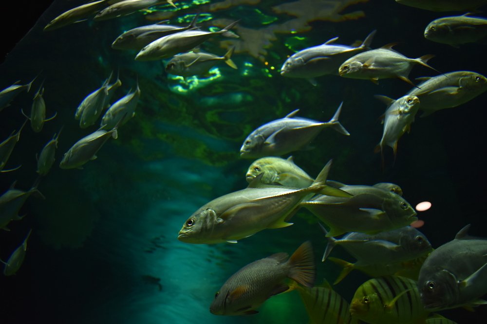 Photograph by Наталья Аржинт