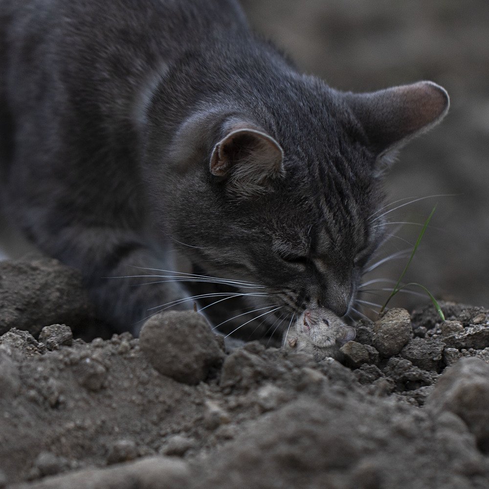 Уошки-мышки.