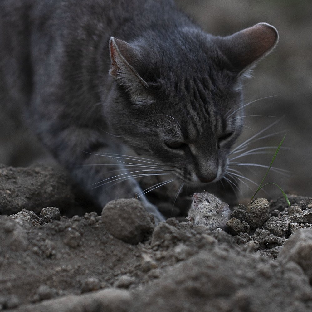 Привет, дружок!