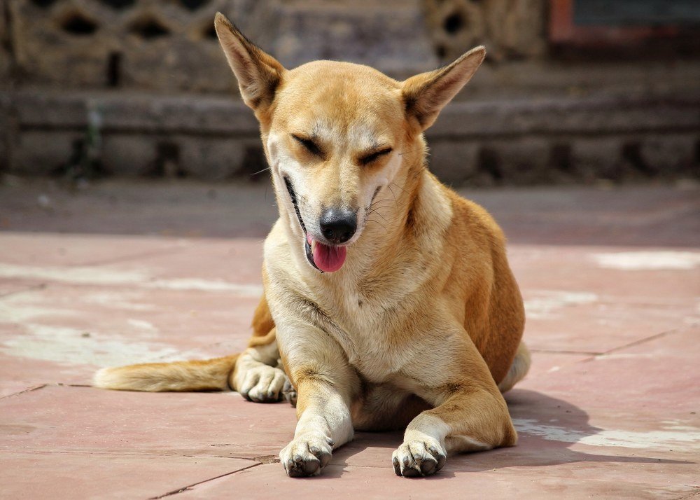 Photograph by Sourabh Sharma