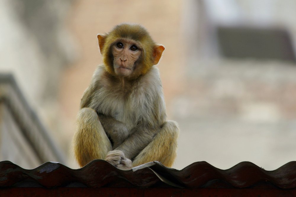 Photograph by Sourabh Sharma