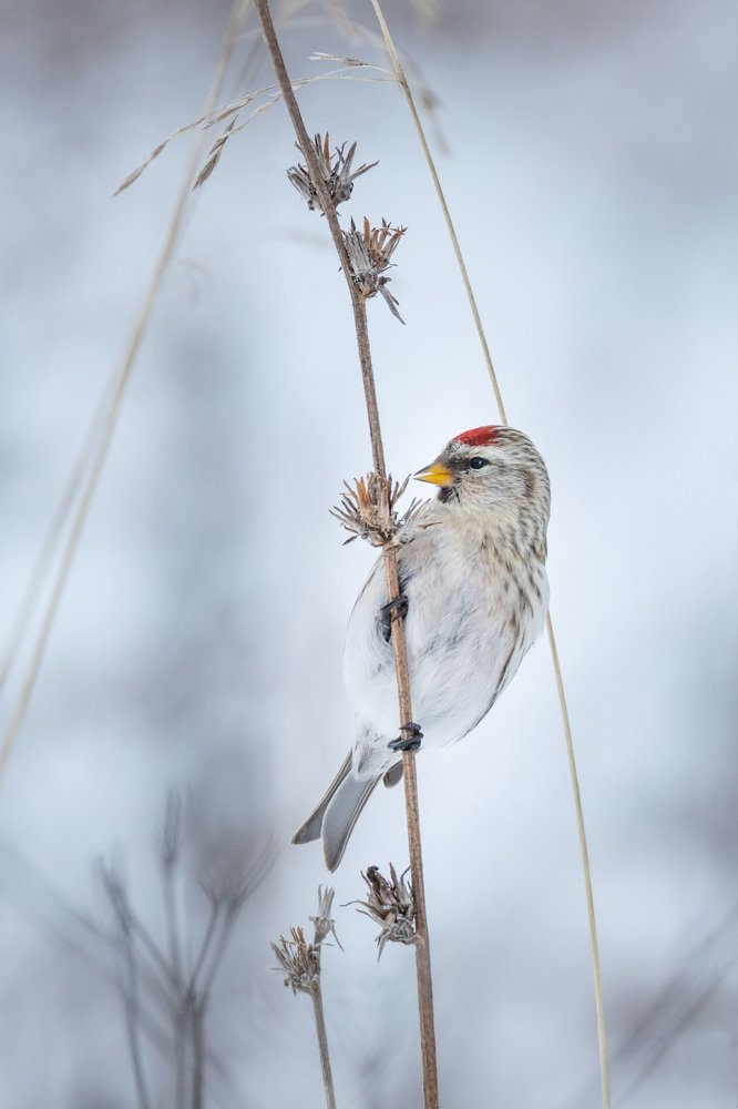 Photograph by Alexander Varakosov