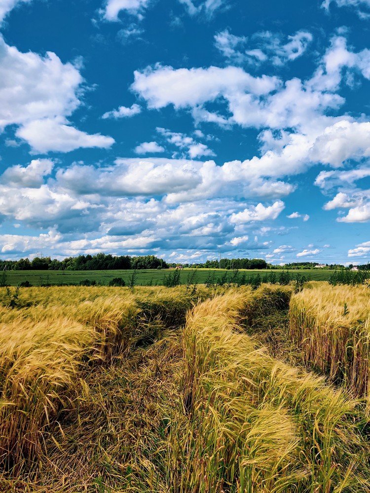 Летний пейзаж в сельской местности