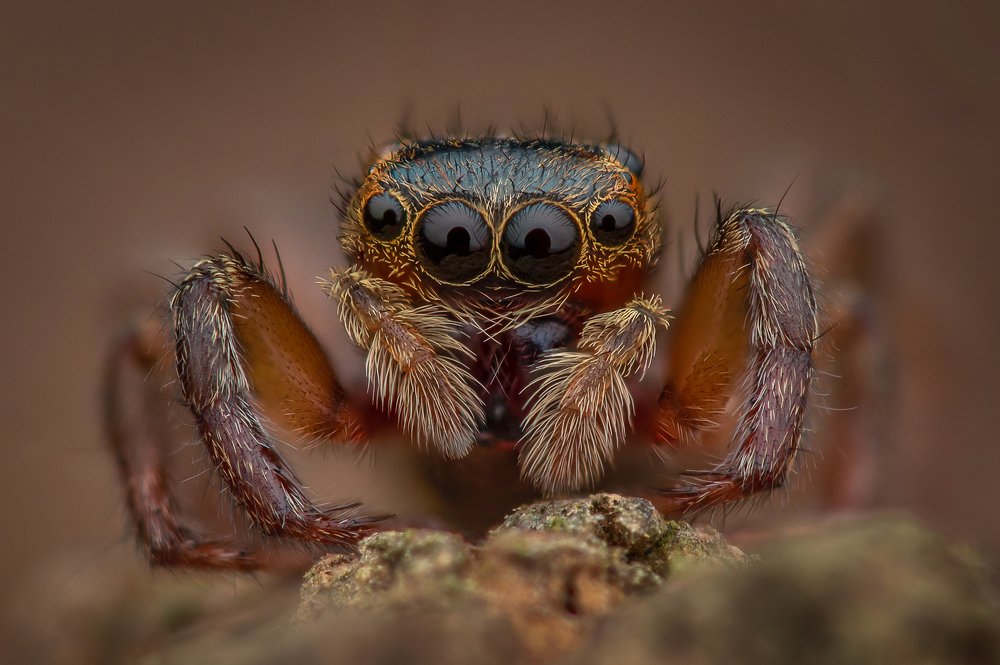 Photograph by Su Vun Lee