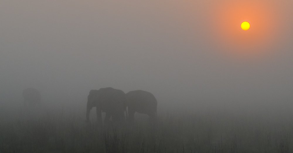 Wild elephant