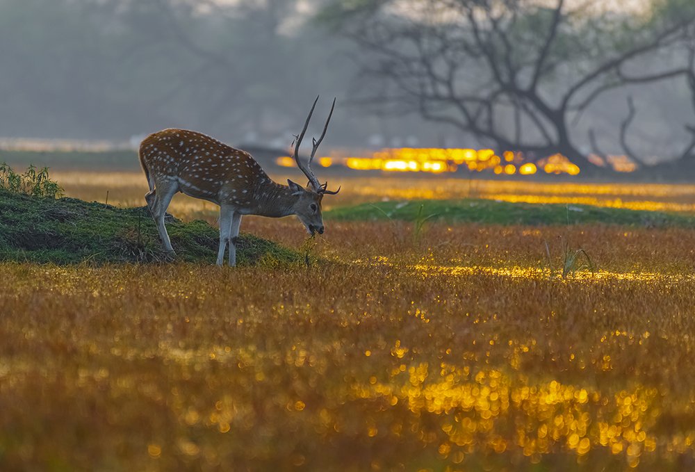 spotty during golden hours