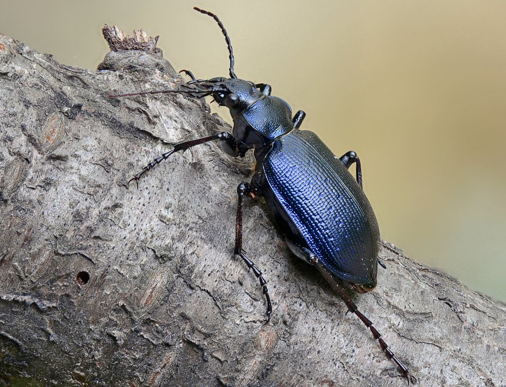 Photograph by Михаил Колтухов