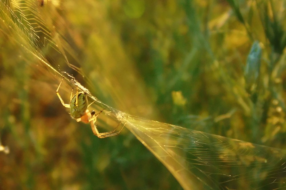 Мастер плетения