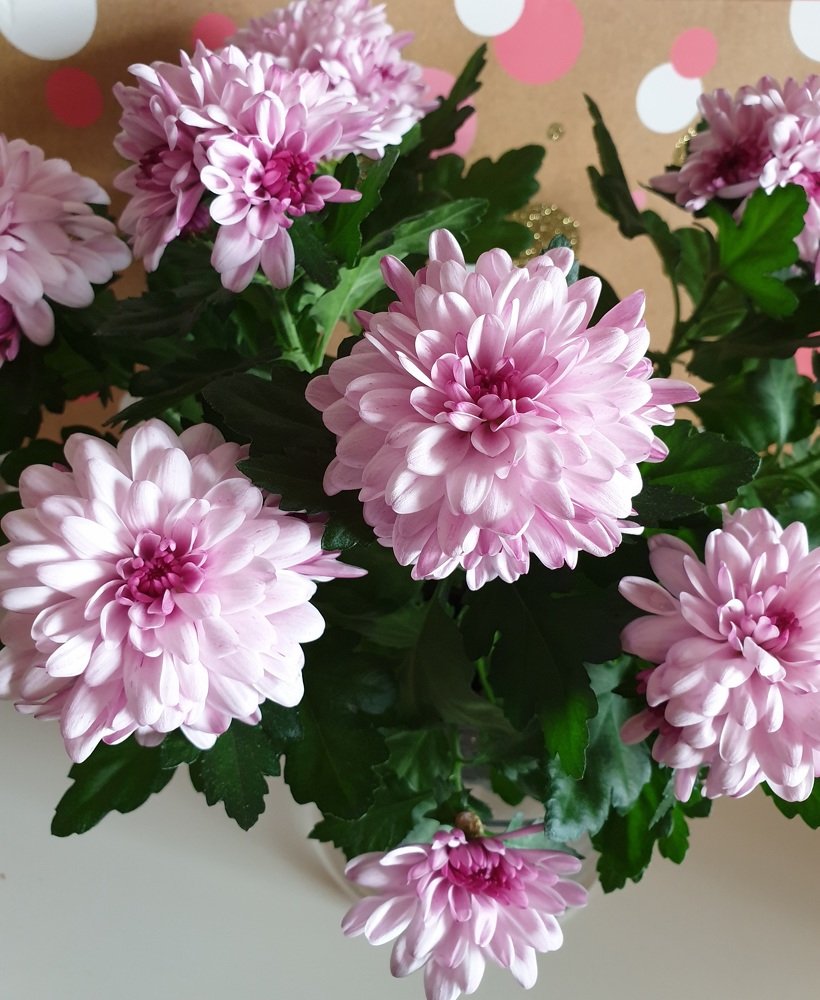 цветочная мечта