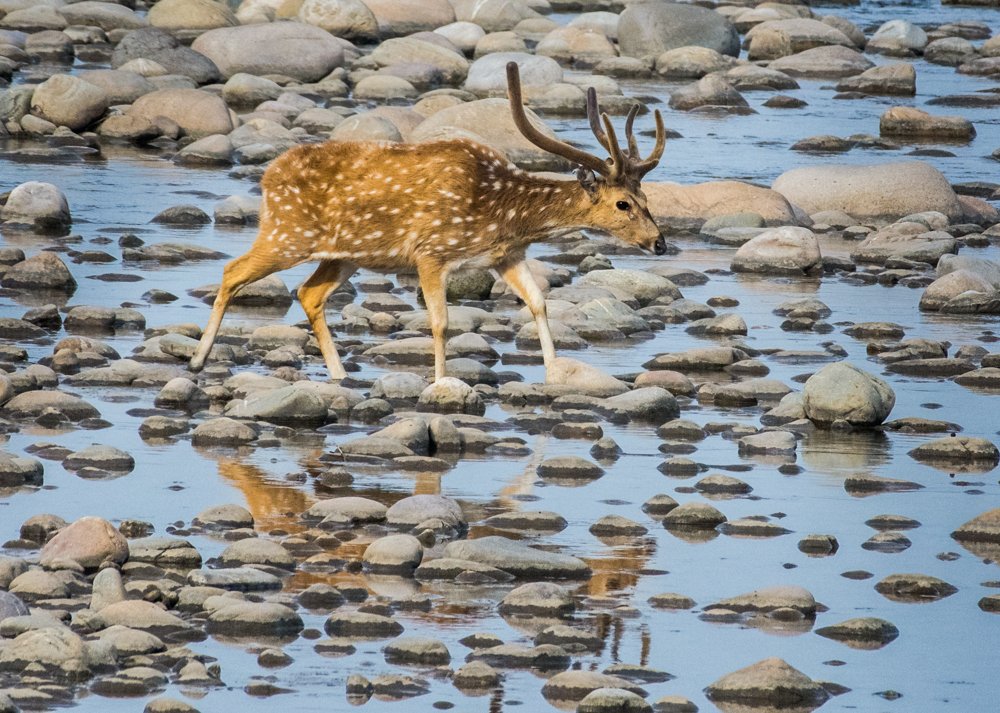 Crossing the River