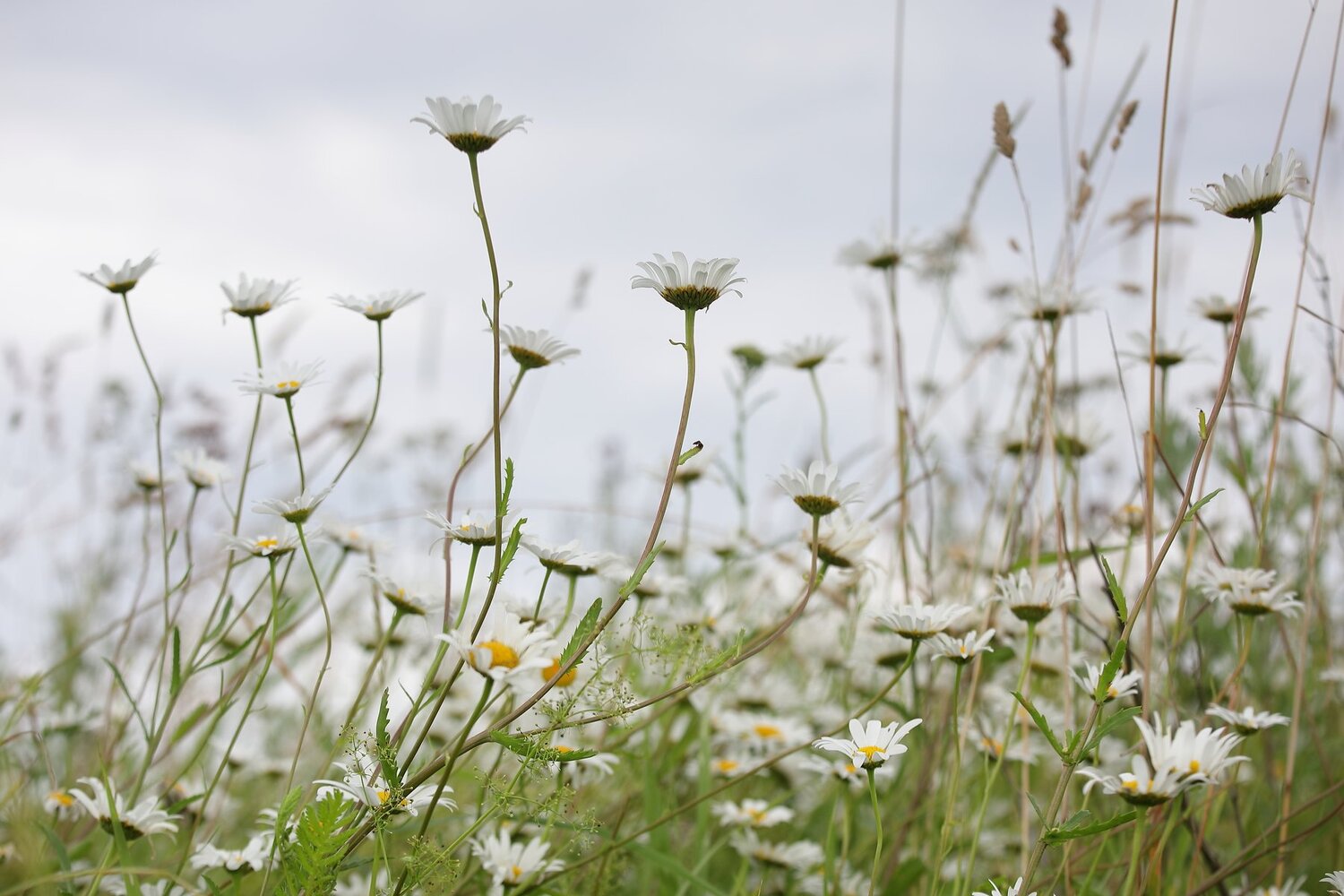 Photo #4757745