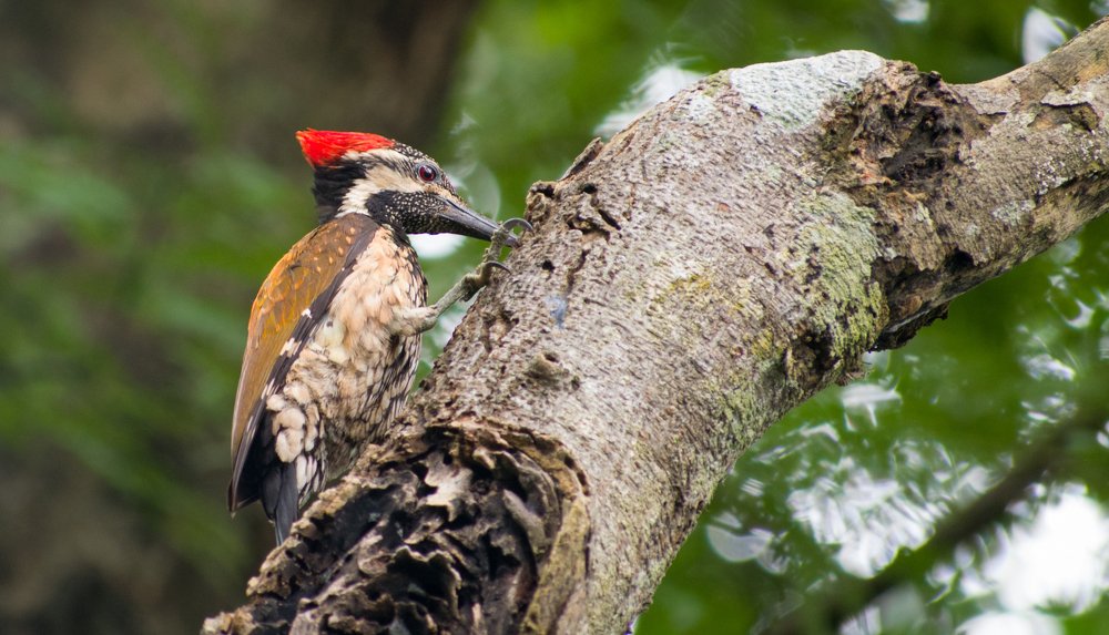 Фотография автора abhilash a k