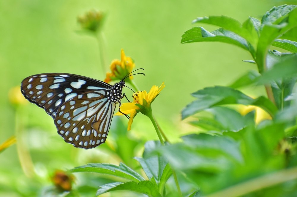 Nectar collecting Oriental Blue Tiger