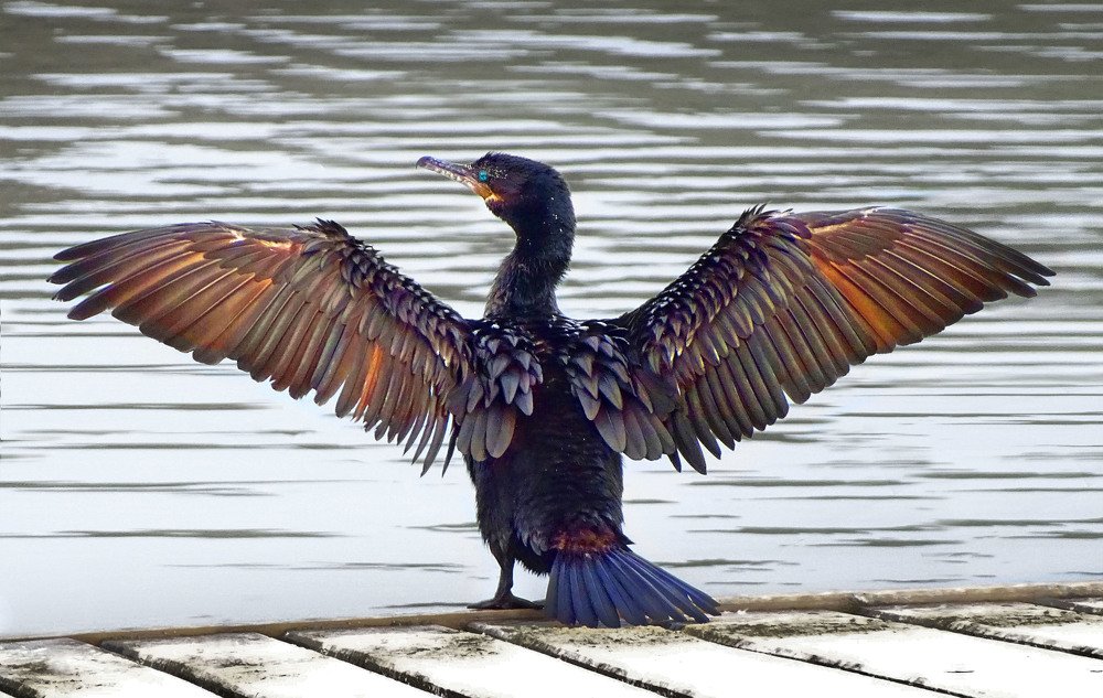 Photograph by Eduardo Modolo