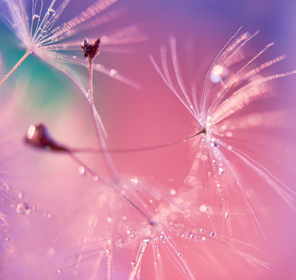 Парящие парашютики одуванчика