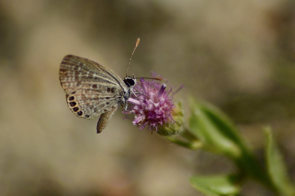 Photograph by Bhavana Sivayokan