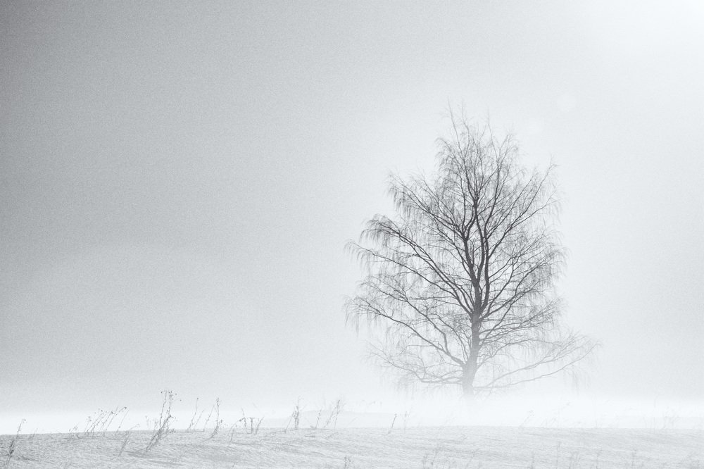 Берёза в тумане