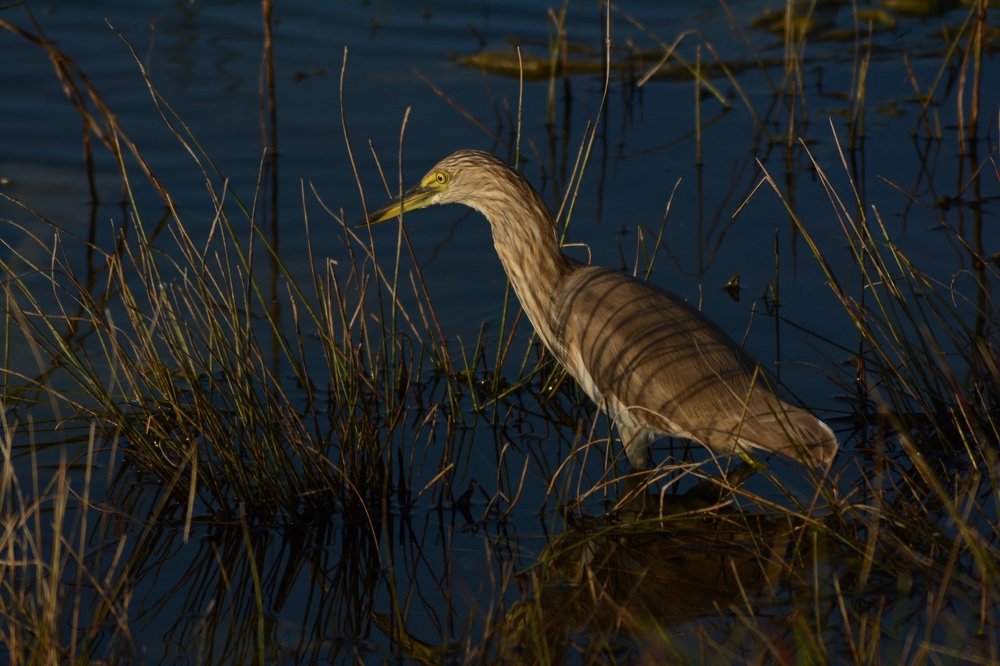 Photograph by Bhavana Sivayokan