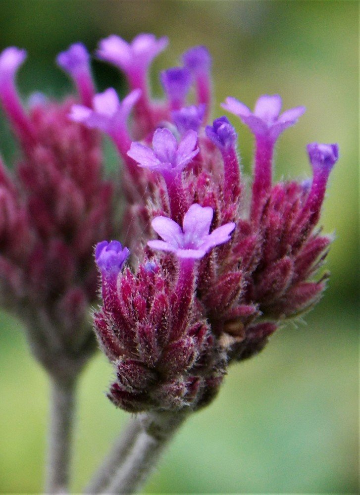 Flores silvestres