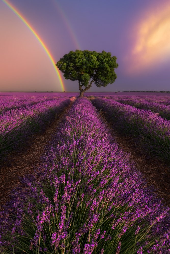 Colors in the lavender
