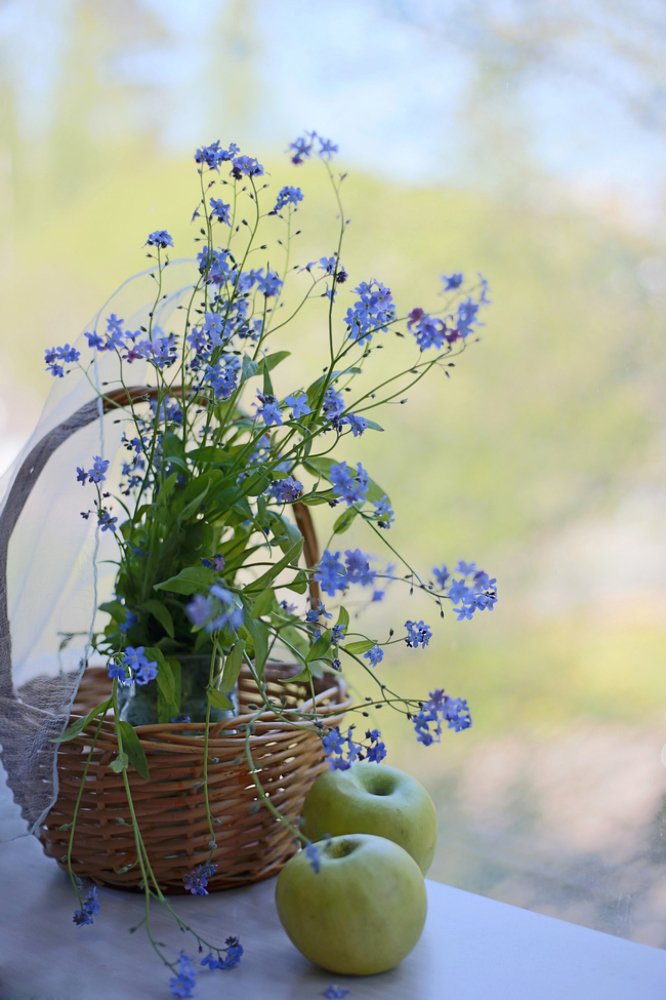 Незабудка - иногда одна минутка, стоит больше, чем года.