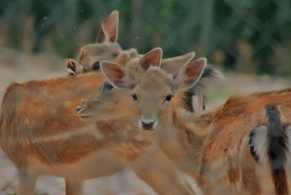Photograph by Francisco Ferreira