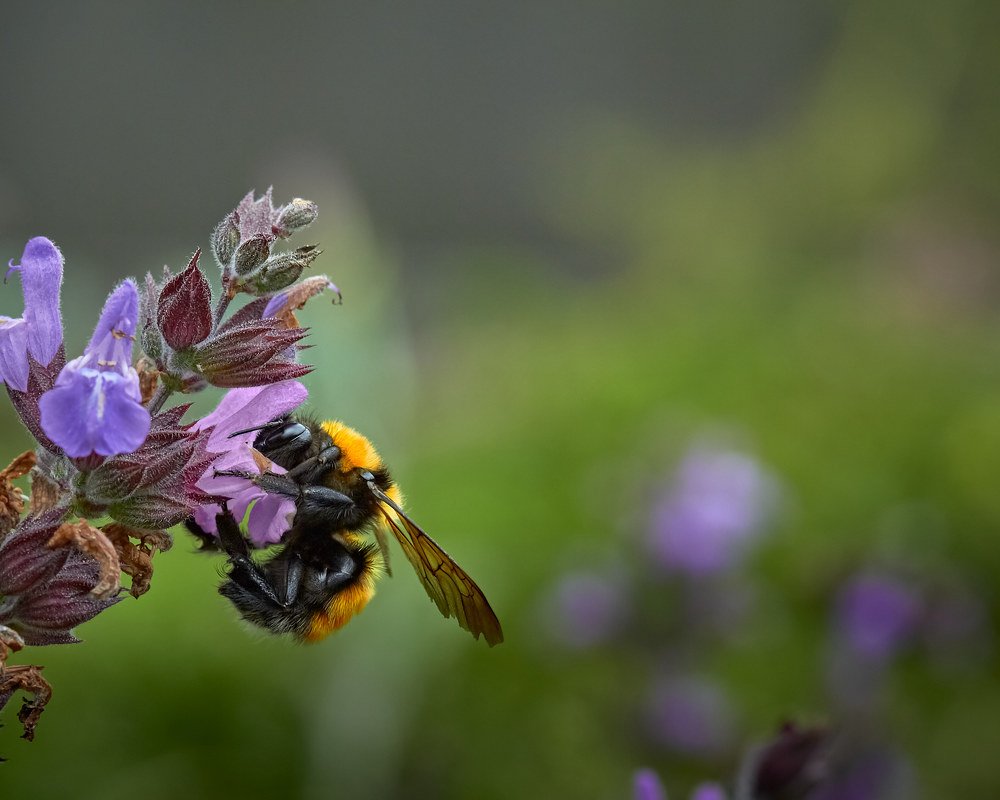 Bumblebee on flower
