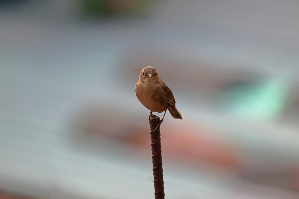 Photograph by Javier Fuentes