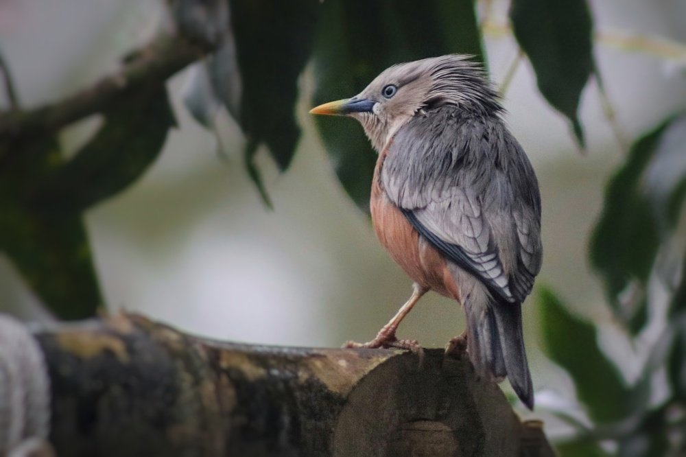 Photograph by Tofayel Ahmed