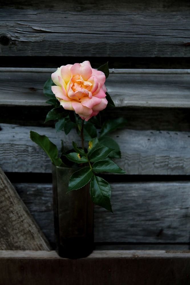 Photograph by 
