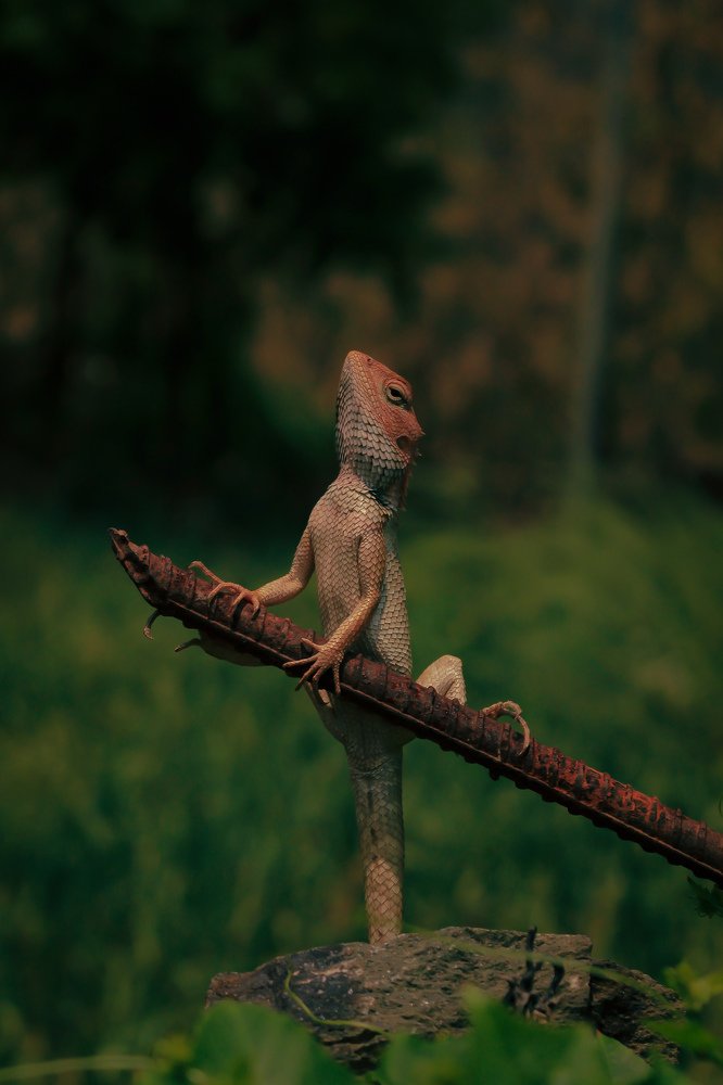 Oriental Garden Lizard.